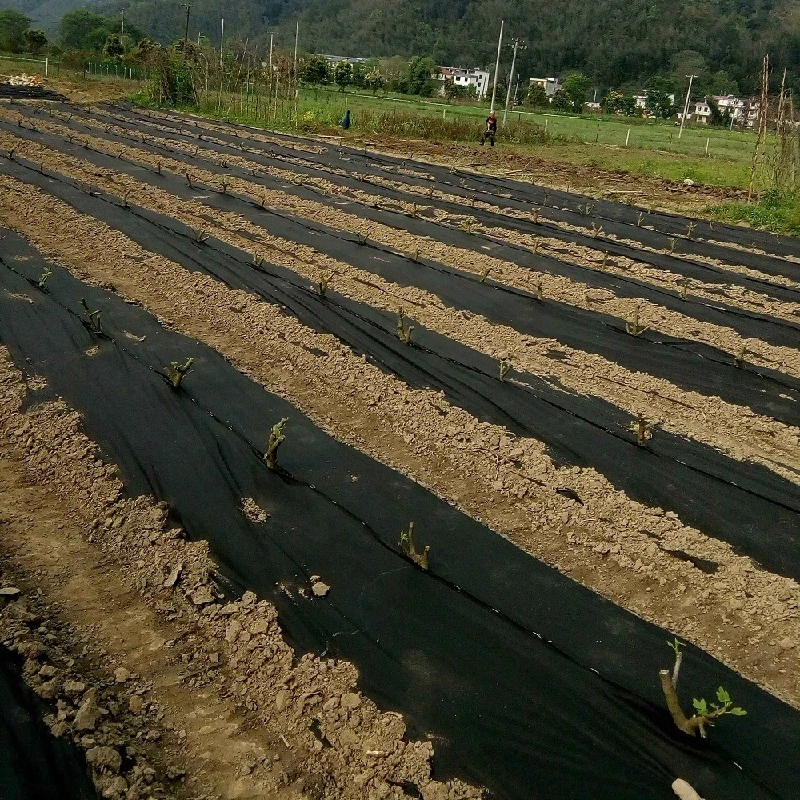 Prodotto intessuto pp Mat Ground di drenaggio del geotessuto anti erbaccia di 50m x di 4m 0